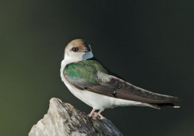 Violet-green Swallow, female