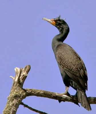 Double-crested Cormorant, breeding plumage