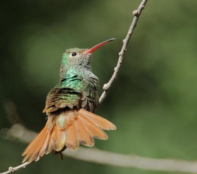 Buff-bellied Hummingbird, male