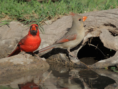 Northern Cardinals, pair