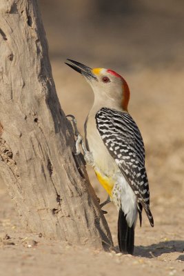 Golden-fronted Woodpecker, male