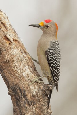 Golden-fronted Woodpecker, male