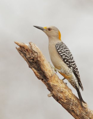 Golden-fronted Woodpecker, female