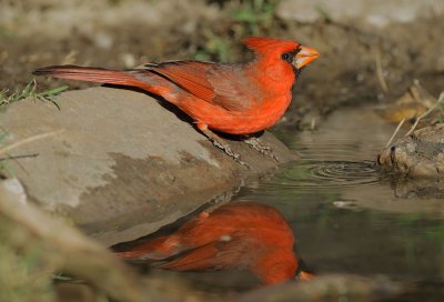 Northern Cardinal, male