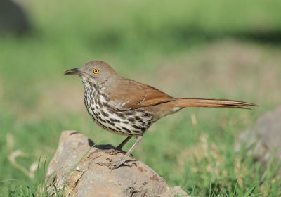 Long-billed Thrasher