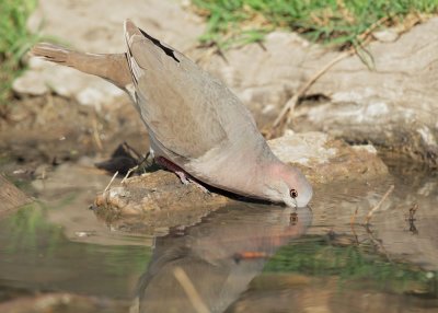 White-tipped Dove