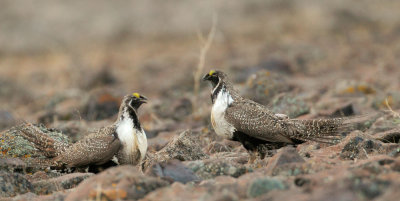 Greater Sage Grouse, males facing off on lek