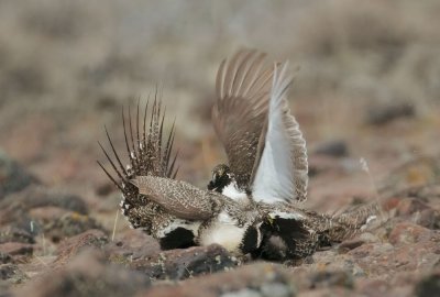 Greater Sage Grouse, males fighting on lek