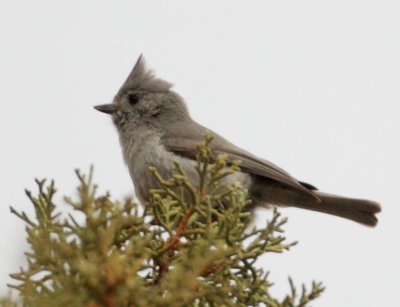 Juniper Titmouse