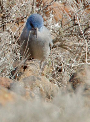 Pinyon Jay