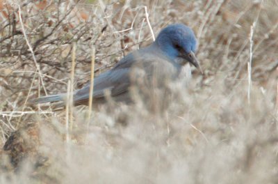 Pinyon Jay