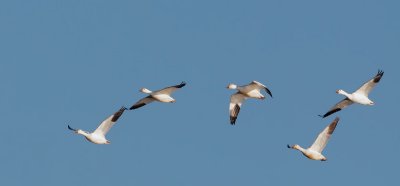 Snow Geese in flight