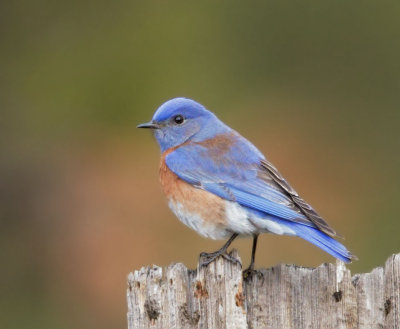 Western Bluebird, male