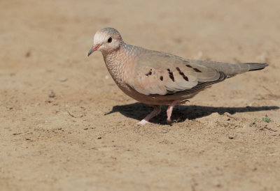 Common Ground Dove, male