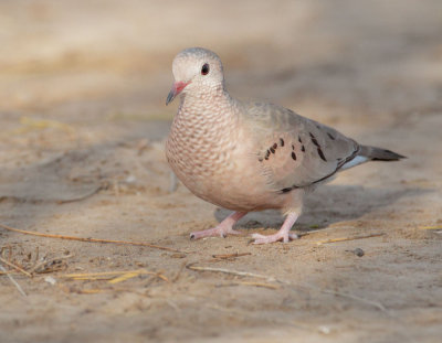 Common Ground-Dove, male