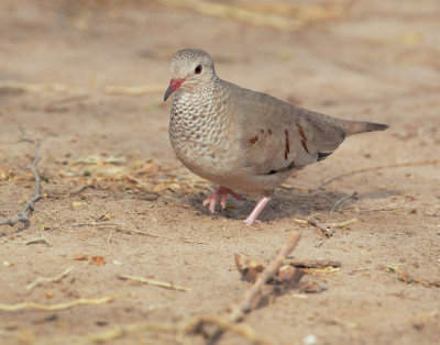 Common Ground-Dove, female