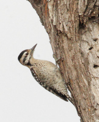 Ladder-backed Woodpecker, female