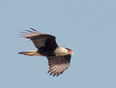 Crested Caracara, flying