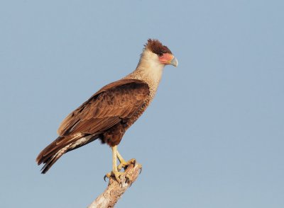 Crested Caracara, juvenile