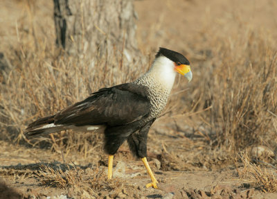 Crested Caracara