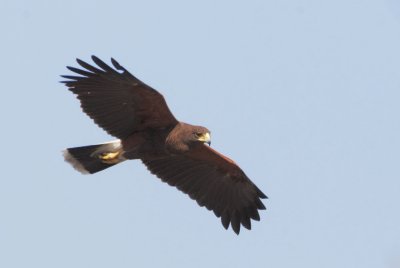 Harris's Hawk, flying