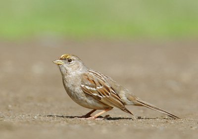 Golden-crowned Sparrow, first cycle