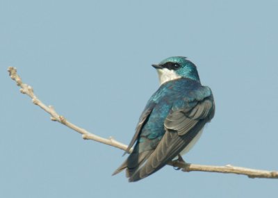 Tree Swallow, male