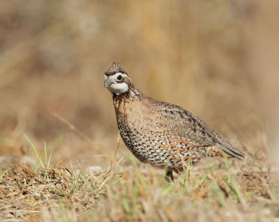 Northern Bobwhite, male