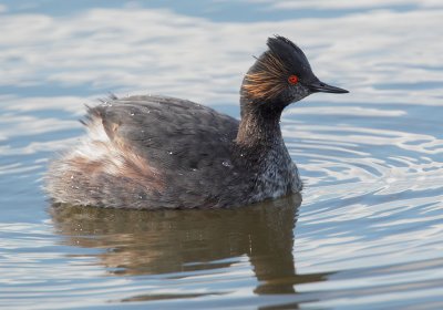 Eared Grebe, molting to breeding plumage