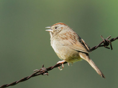 Rufous-crowned Sparrow