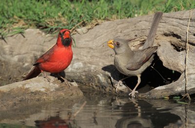 Northern Cardinal, male, and Pyrrhuloxia, female