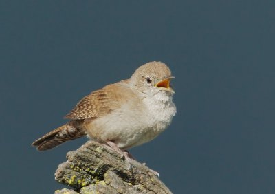 House Wren, singing male