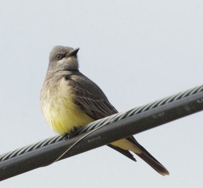 Cassin's Kingbird