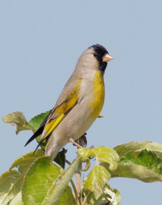 Lawrence's Goldfinch, male