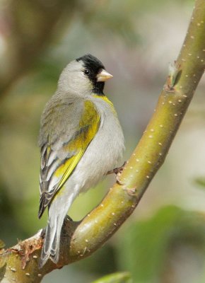 Lawrence's Goldfinch