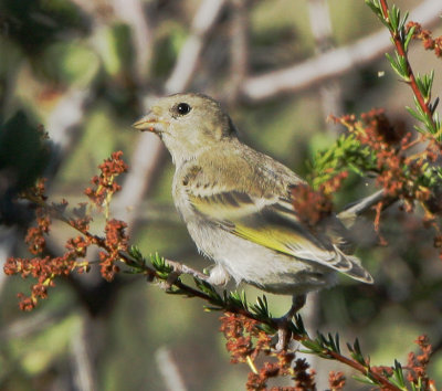 Lawrence's Goldfinch, juvenile