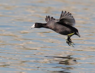 American Coot, flying