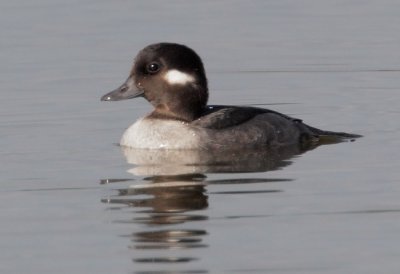 Bufflehead, female