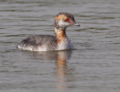 Horned Grebe, molting to breeding plumage
