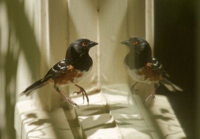 Spotted Towhee, male fighting his own reflection