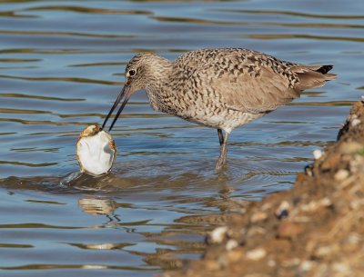 Willet, with clam, molting to breeding plumage