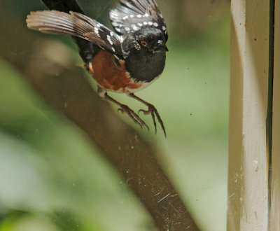 Spotted Towhee, male fighting his own reflection