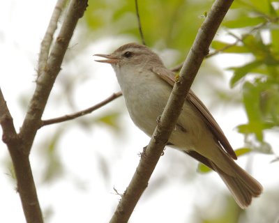 Warbling Vireo, singing male