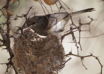 Bell's Vireo, at nest