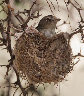 Bell's Vireo, female on nest