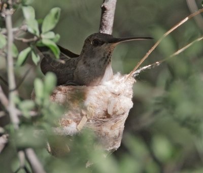 Black-chinned Hummingbird, female on nest