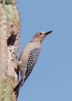 Gila Woodpecker, female at nest