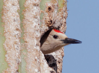 Gila Woodpecker, male at nest