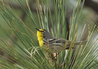 Grace's Warblers