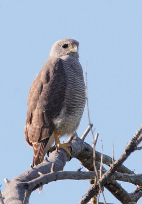 Gray Hawks